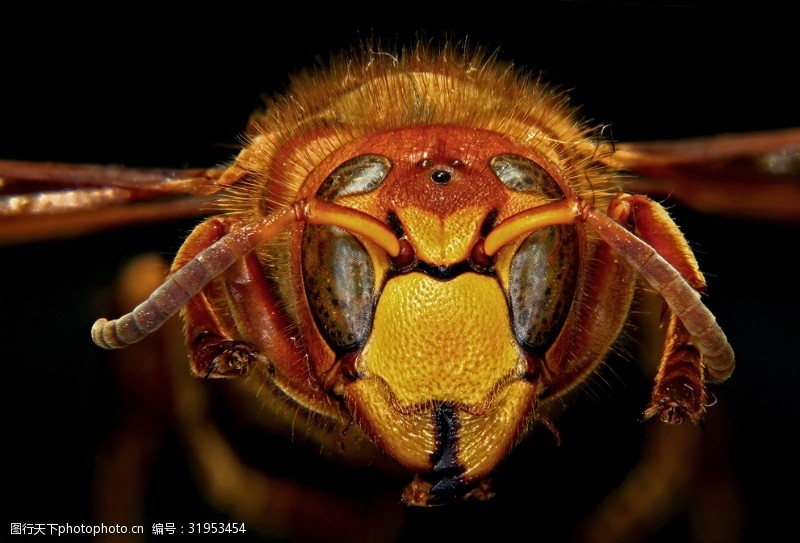 眼影蜜蜂