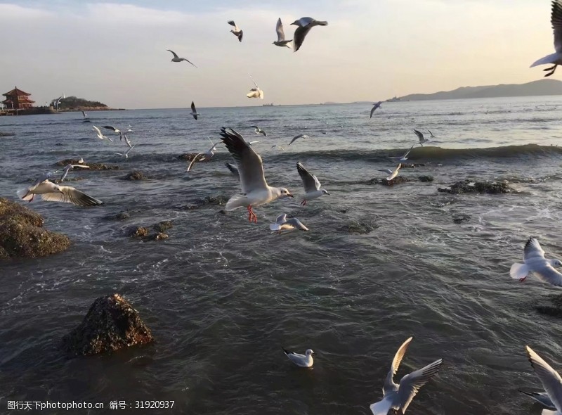青岛夕阳海鸥