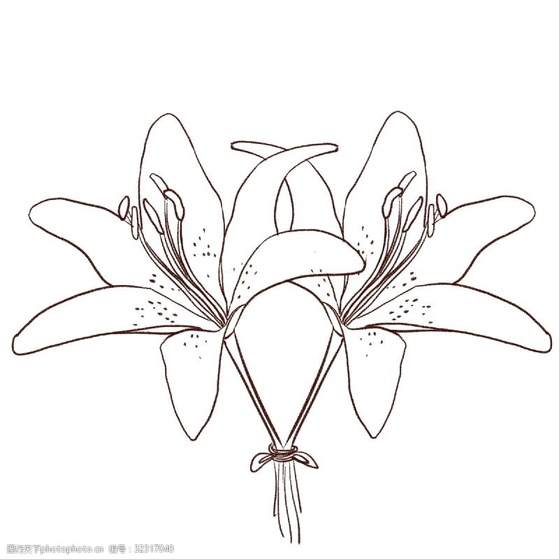 两只手手绘线性两朵的百合花
