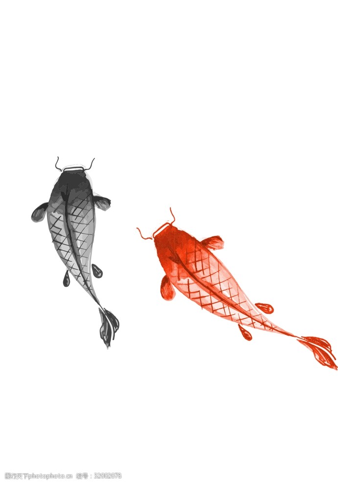 两条金鱼水墨中国风鲤鱼水墨画