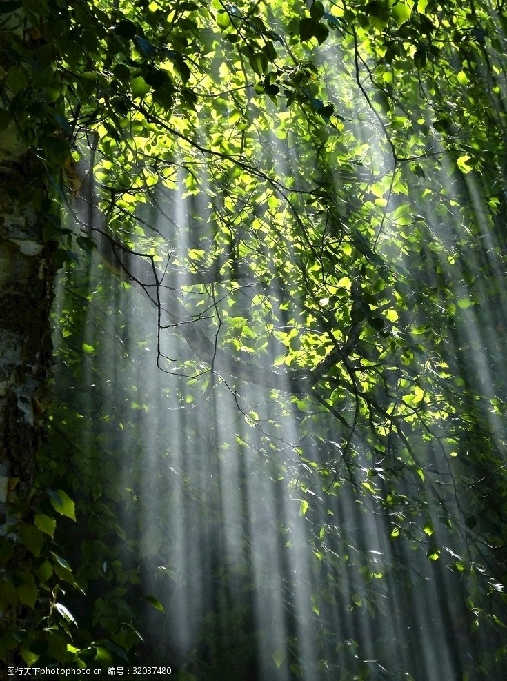 绿荫场森林光线