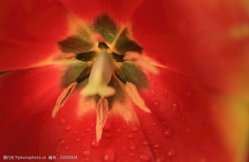 郁金香花蕊图片免费下载 郁金香花蕊素材 郁金香花蕊模板 图行天下素材网