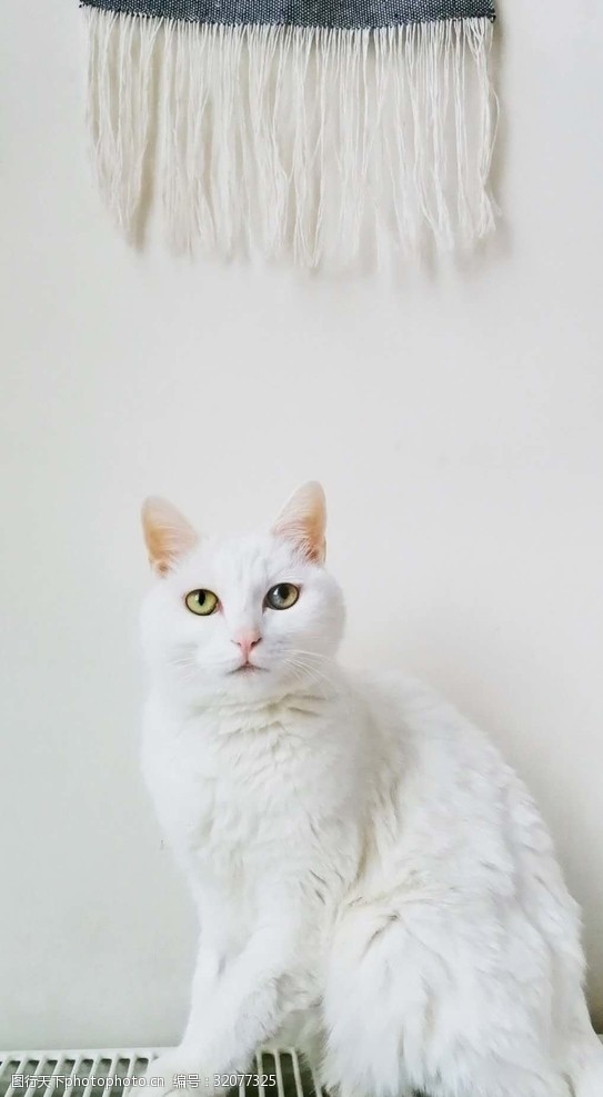 好奇猫漂亮的白猫