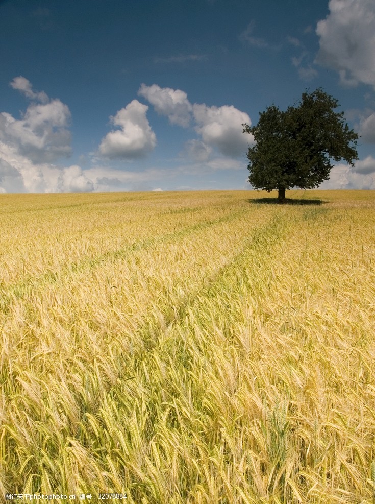 小麦成熟的麦地