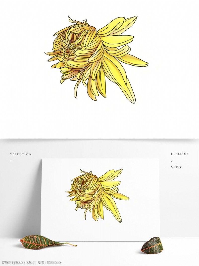 可用手绘黄色菊花可商用