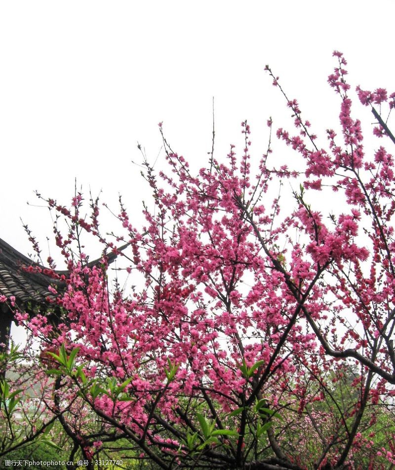 千库原创春天盛开的桃花摄影