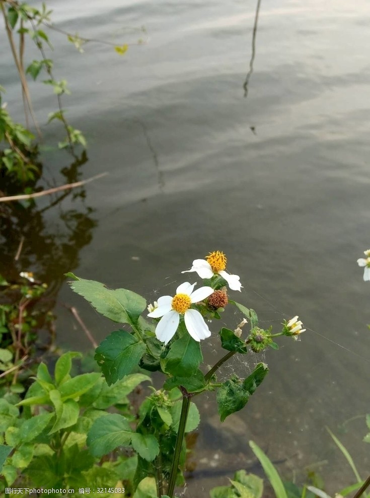 花和水图片免费下载 花和水素材 花和水模板 图行天下素材网