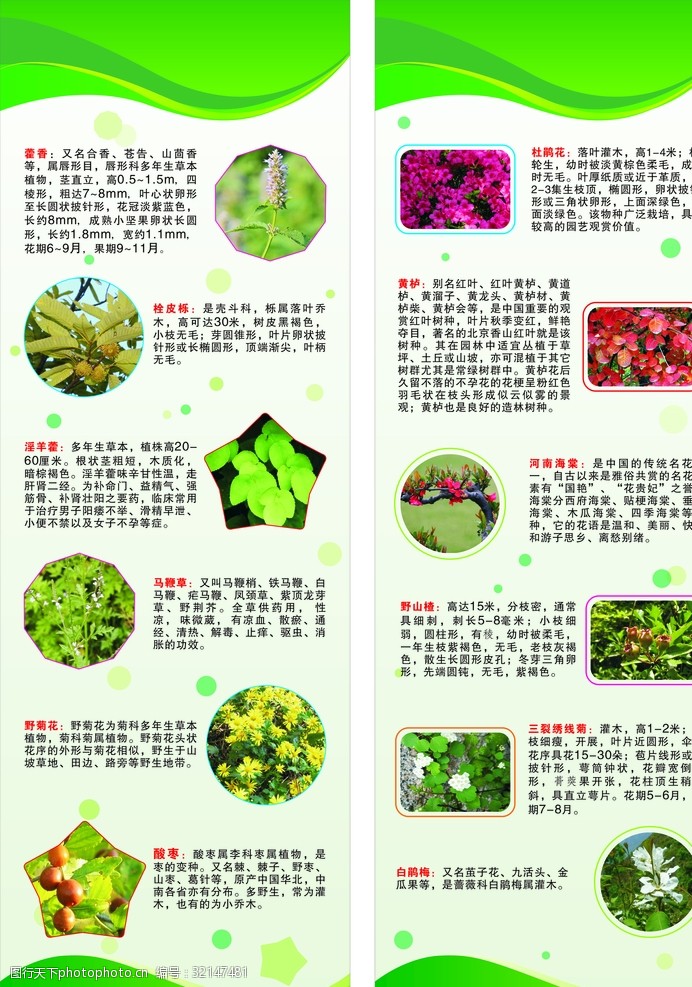 植物分类图片免费下载 植物分类素材 植物分类模板 图行天下素材网