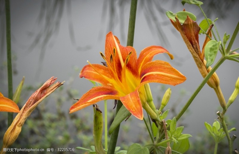 野生百合花野百合