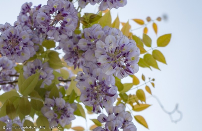 紫白色花图片免费下载 紫白色花素材 紫白色花模板 图行天下素材网