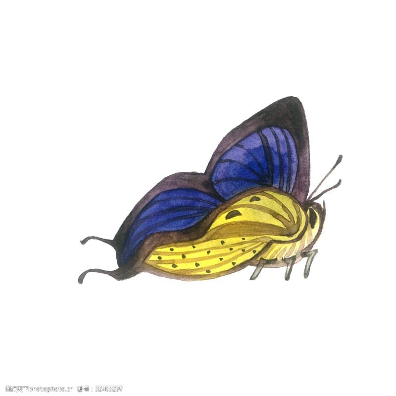 农历节气蝴蝶紫色黄色翅膀透明PNG昆虫