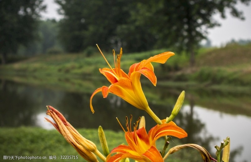 野生百合花野百合