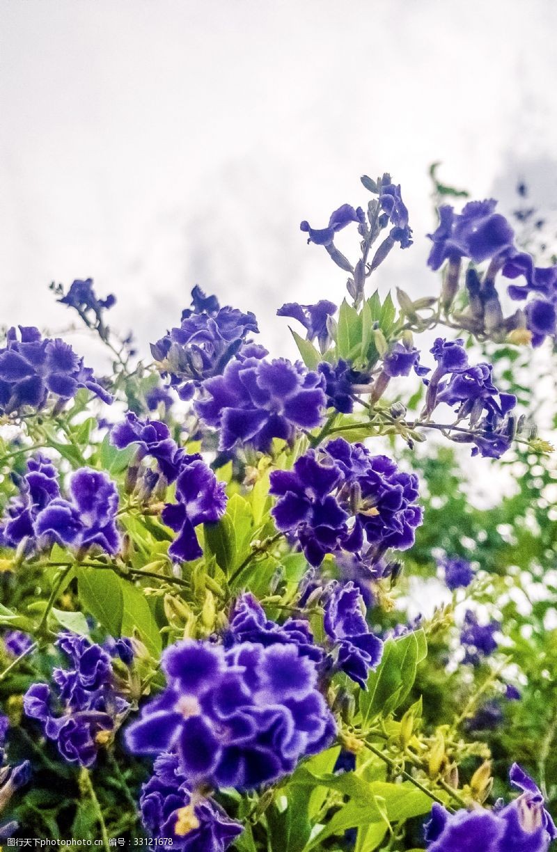 千库原创春天盛放的紫色小花