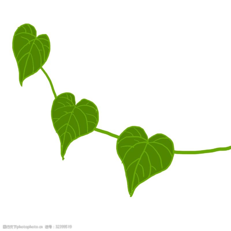 心形树叶手绘绿色心形叶子心叶球兰绿色树叶