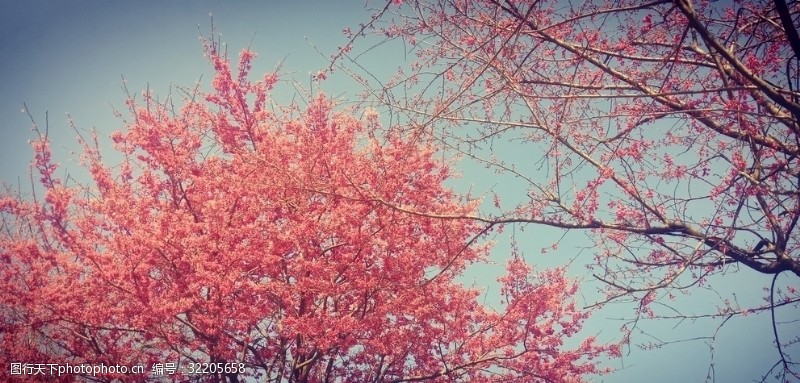 观景平台粉色樱花