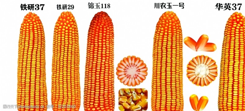 玉米直径玉米图案
