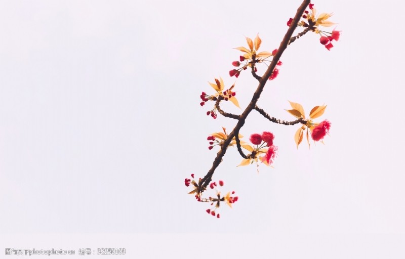 樱桃背景花