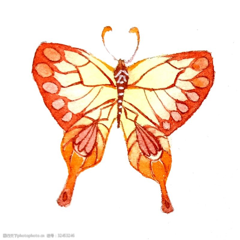 农历节气蝴蝶橙色翅膀昆虫美丽PNG