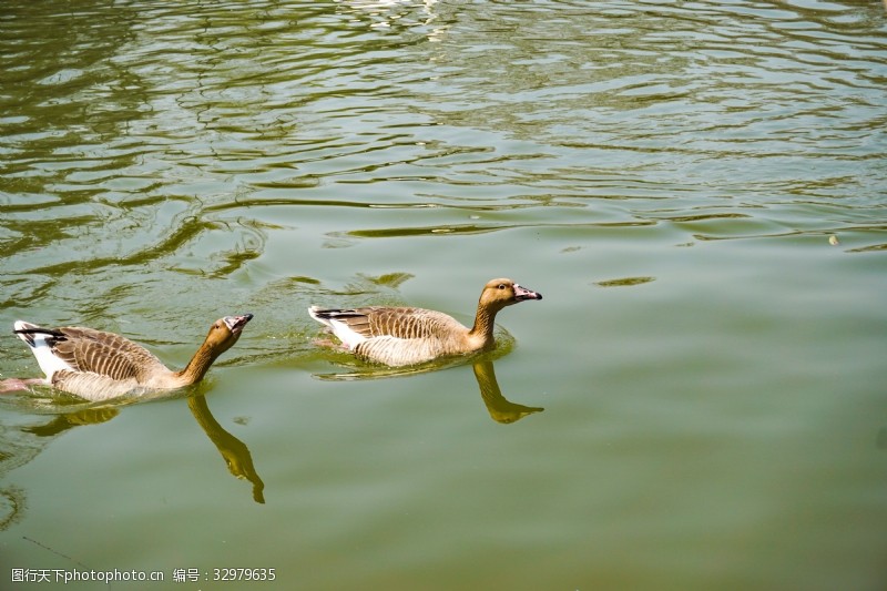 千库原创池塘里面两只嘻戏游泳的鸭子