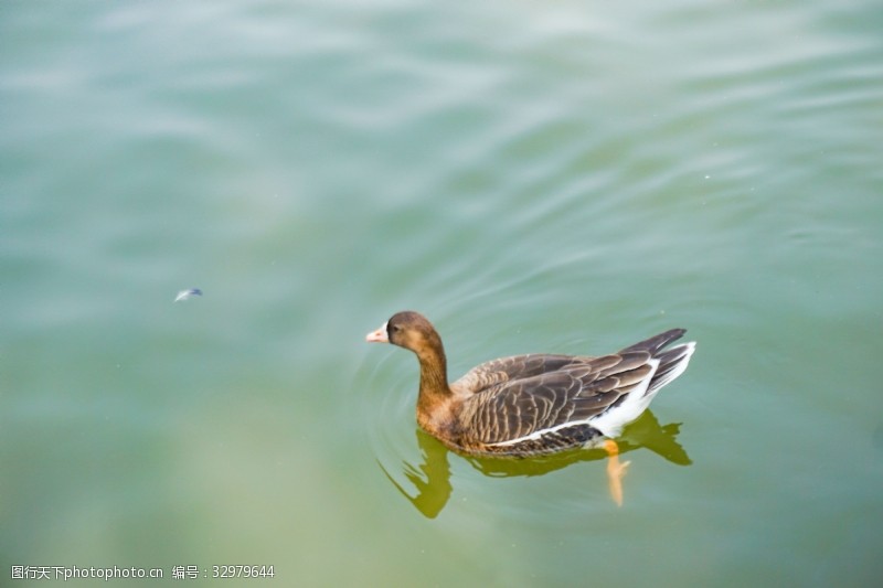 千库原创春天池塘里面欢快游泳的鸭子