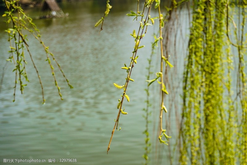 千库原创春天湖边发芽的柳树