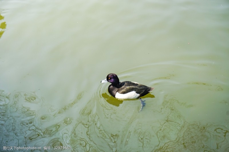 千库原创春天水中游泳的野鸭