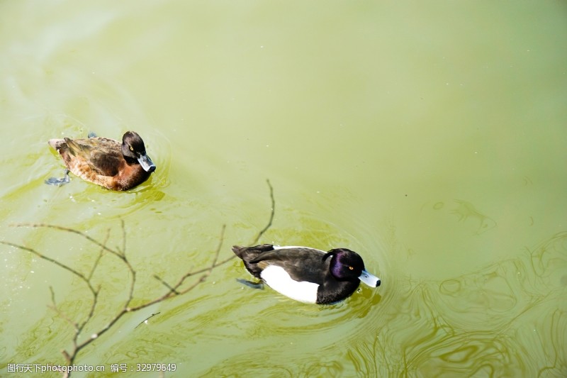 千库原创动物园池塘游泳的野鸭