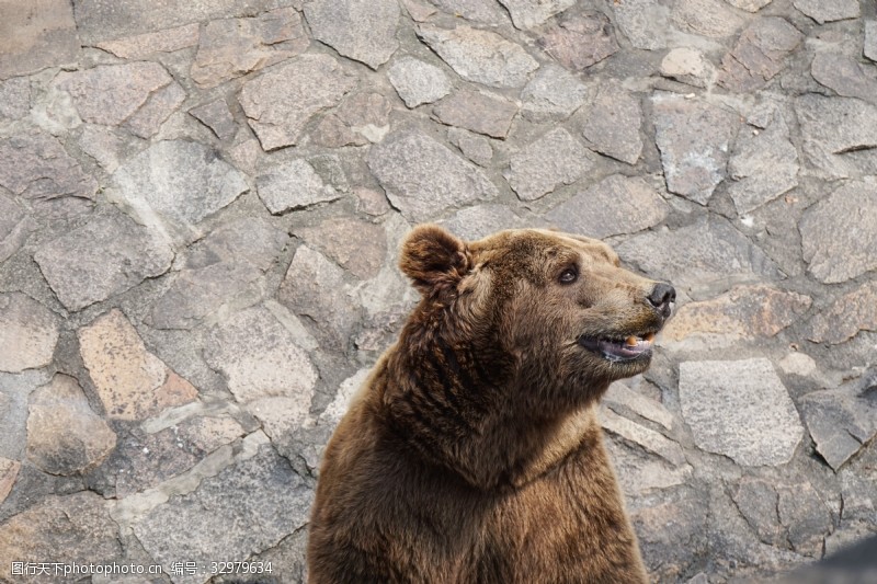 千库原创动物园里挨着墙角找吃的棕熊