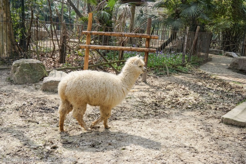 千库原创动物园里站着的羊驼