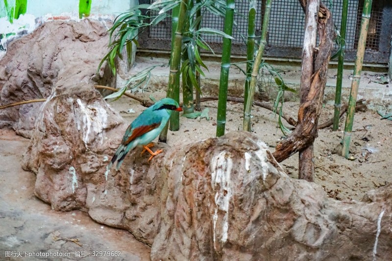 千库原创动物园绿色鹦鹉摄影