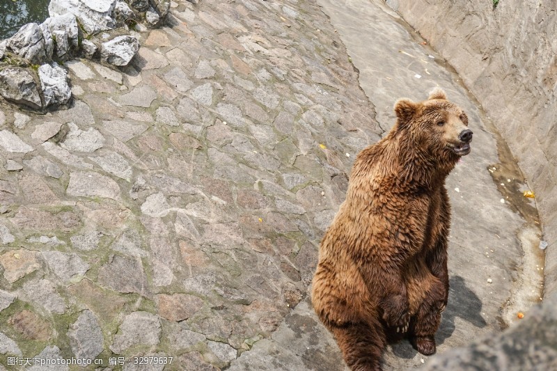 千库原创动物园找食的棕熊