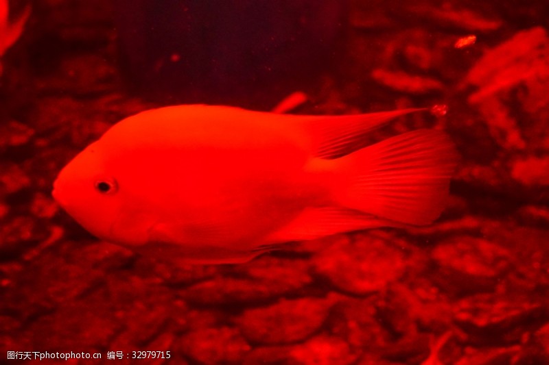 千库原创海底世界红色海鱼