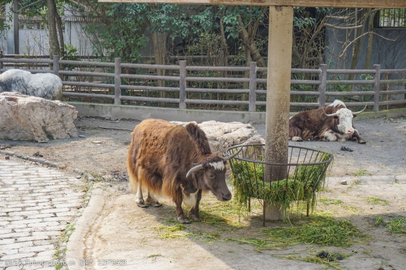 千库原创上海动物园正在吃草的牦牛