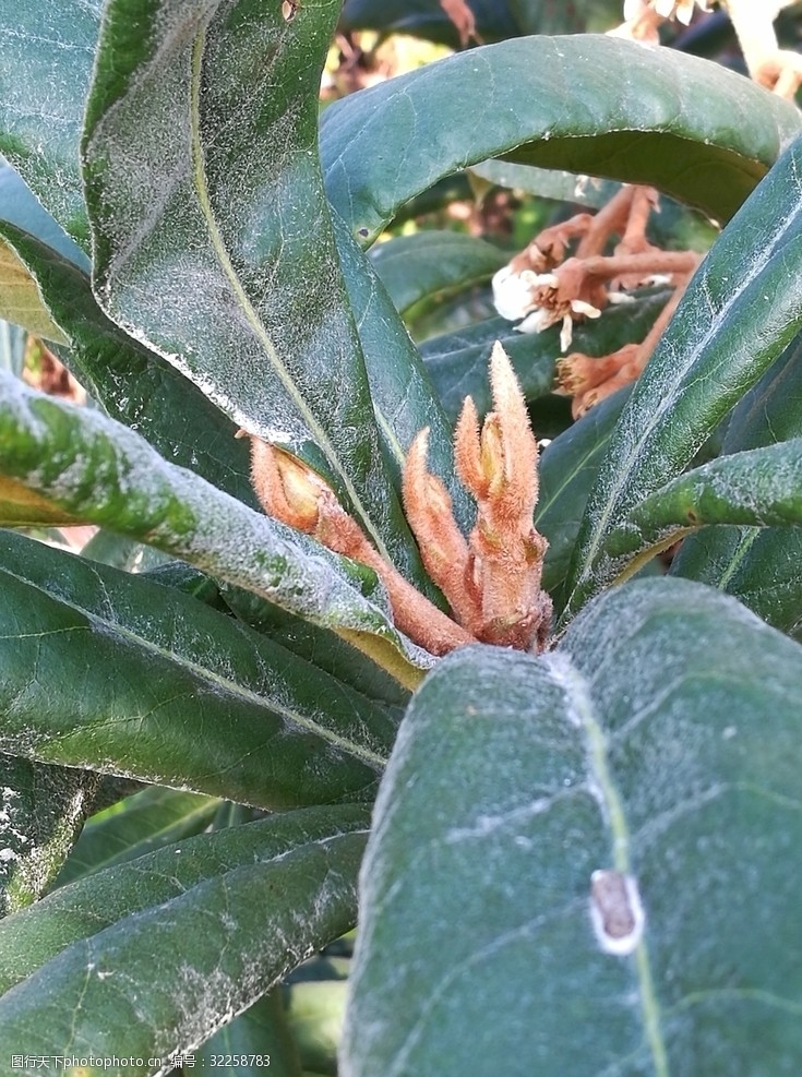 枇杷花芽图片免费下载 枇杷花芽素材 枇杷花芽模板 图行天下素材网