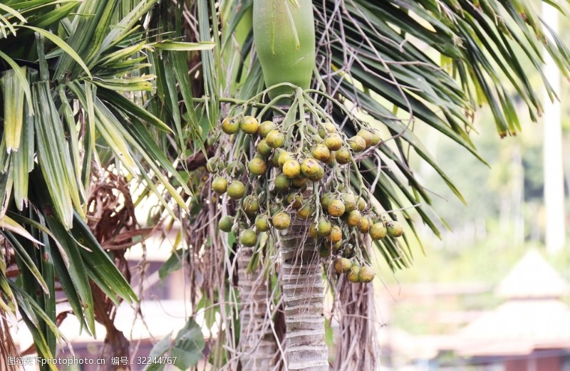 热带叶槟榔树