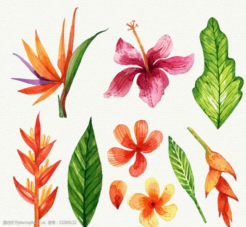 热带叶彩绘热带花朵和叶子