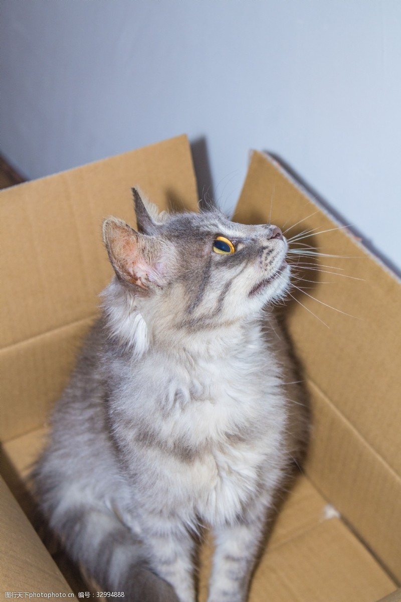 宠物猫蹲在纸箱里的猫咪