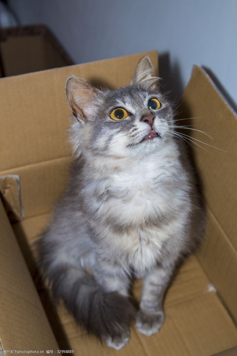 宠物猫坐在箱子里的狸花猫