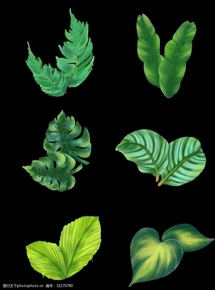 热带叶热带植物