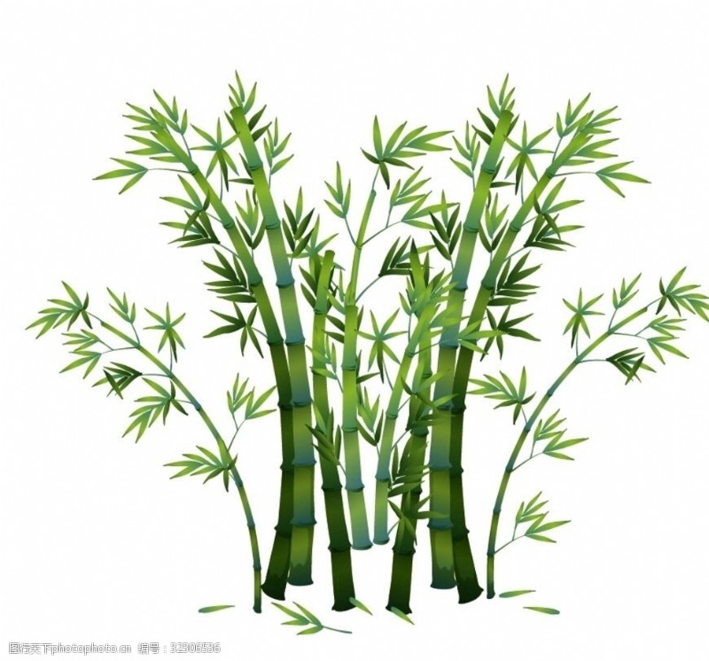 竹子盆栽富贵竹