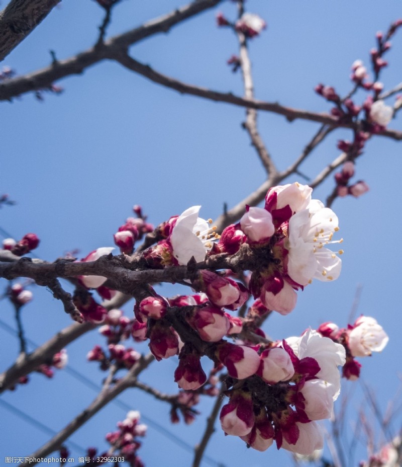 三月桃花开春暖花开桃花系列
