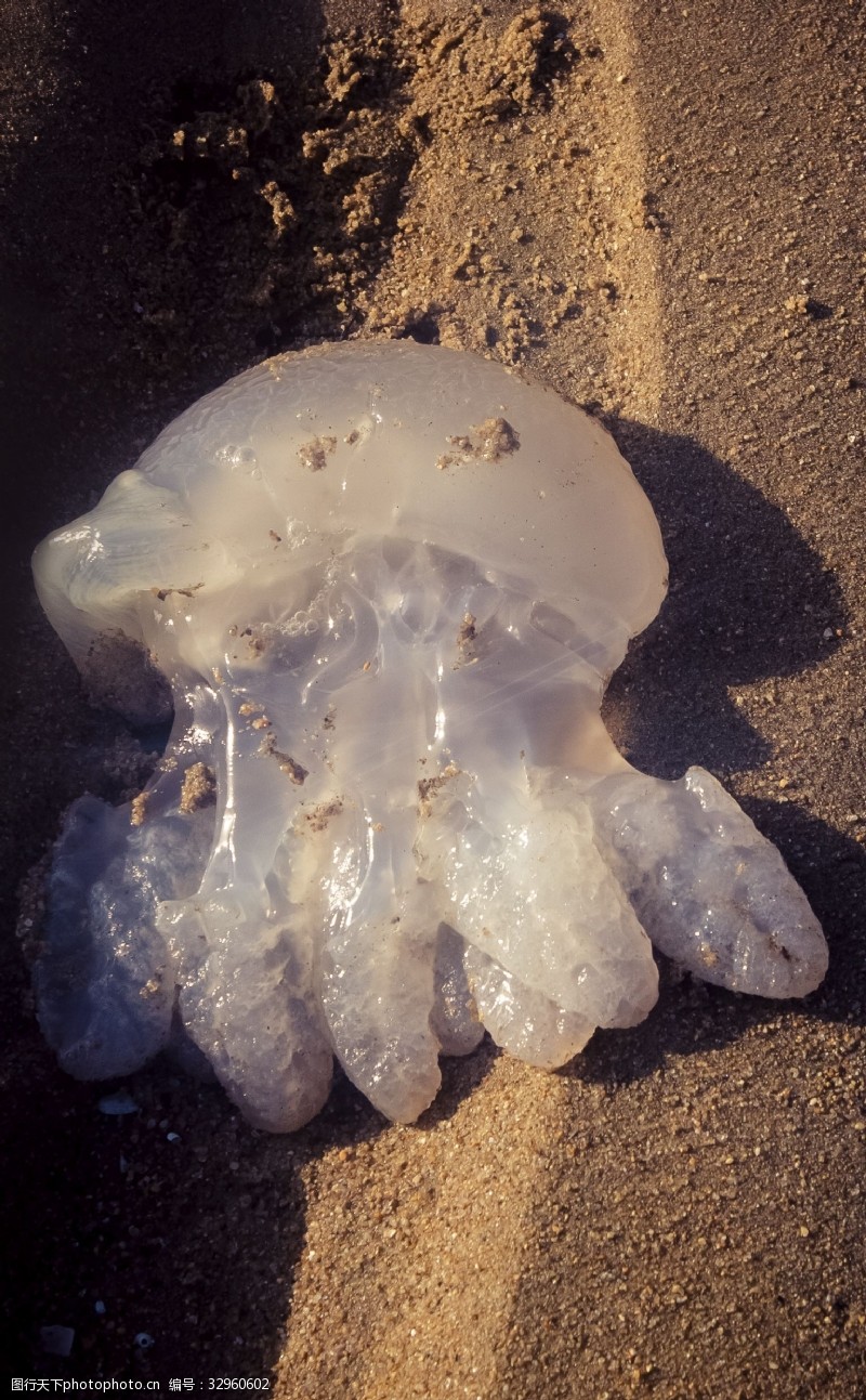 千库原创干涸的海床上留下的水母