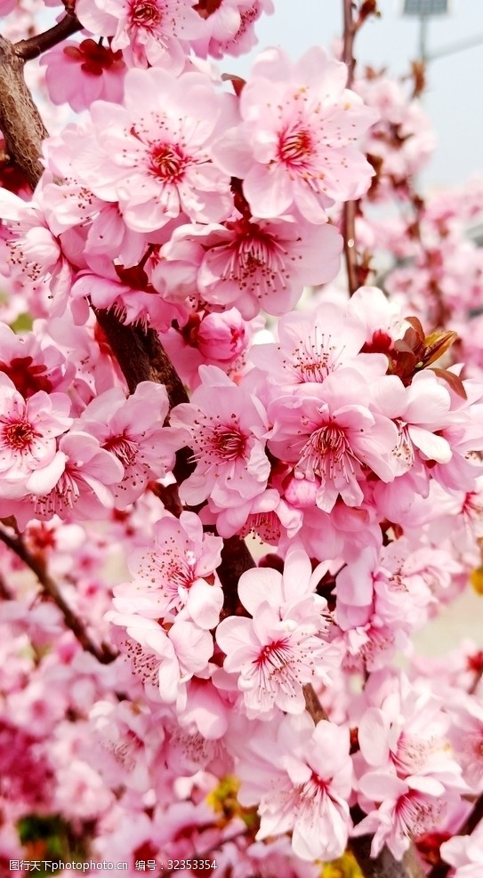 多彩的树木桃花