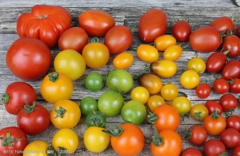 健康有机营养番茄