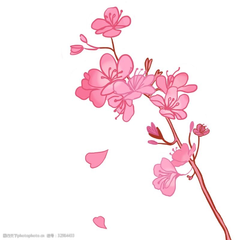 看樱花粉色樱花花朵插画