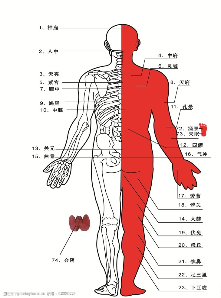 人体解剖图谱人体解剖图