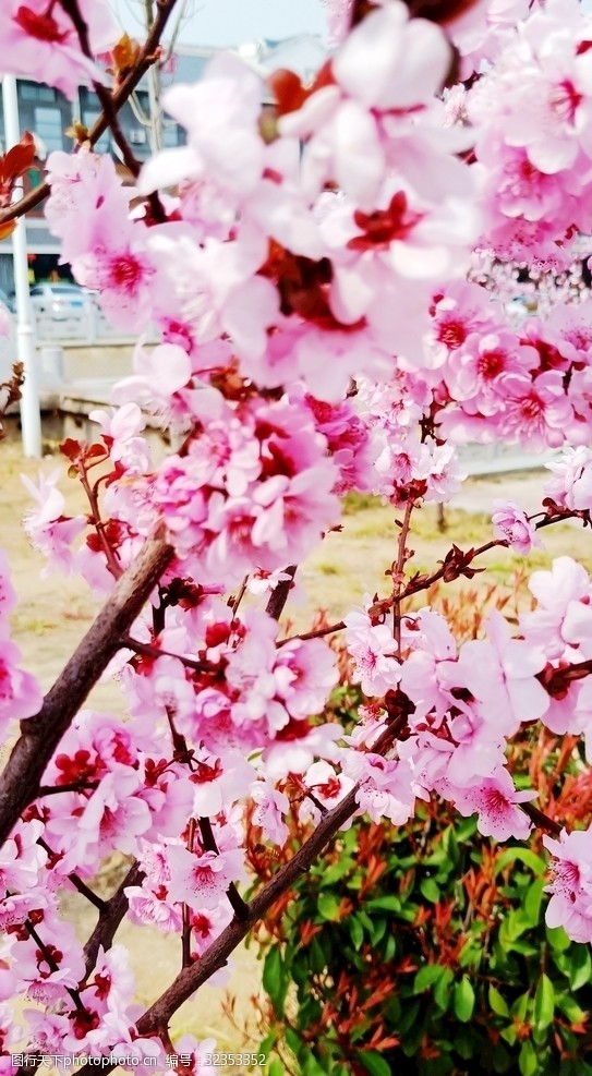 多彩的树木桃花春天花卉百花