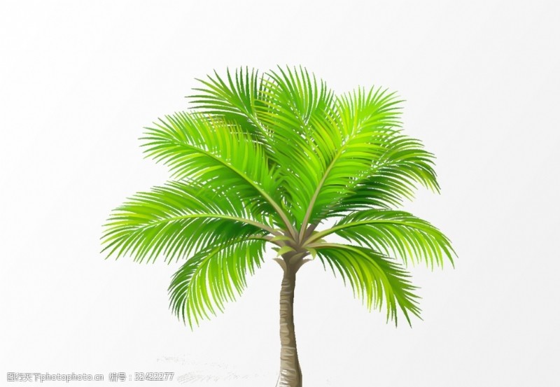 热带叶椰树