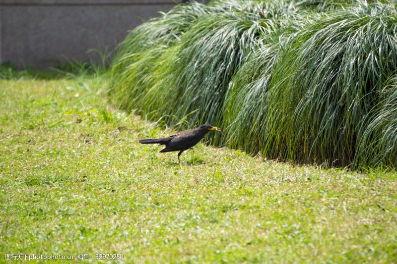 千库原创草地上的黑色乌鸦摄影