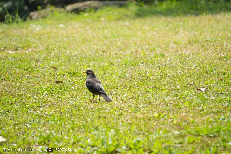 千库原创草地上的灰色小雀摄影